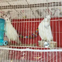 جفت عروس و کوتوله روی تخم و جوجه