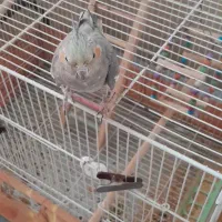 عروس هلندی مادهداماده|پرنده|گلبهار, شهر جدید گلبهار|دیوار