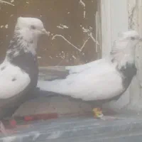 کفتر بهبهانی سینه سیاه سبز دم سفید دم قهوی|پرنده|شیراز, شهرک گلها|دیوار