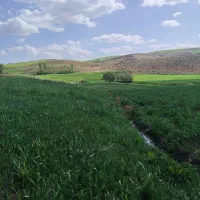 کاه دیم کردستان