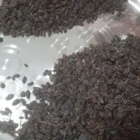 فاخری|خوردنی و آشامیدنی|ملکان, |دیوار