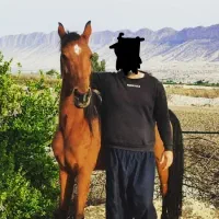 فروش اسب|اسب و تجهیزات اسب‌سواری|کازرون, |دیوار