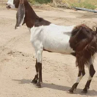 بز پاکستانی (رودبار شاه آباد)