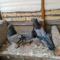 کفتر نر و ماده قدیمی