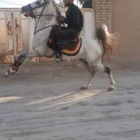 اسب نریان|اسب و تجهیزات اسب‌سواری|زنجان, |دیوار