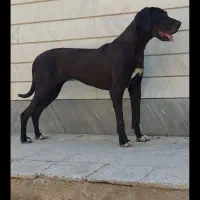 گریت دین ماده جوان