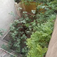 خانه حیاط دار ویلایی ۲ واحدمستقل مناسب دو خانواده|فروش خانه و ویلا|تهران, امیر بهادر|دیوار