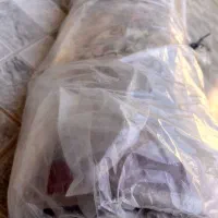 فرش ۹ متری نگین مشهد|فرش|رباطکریم, نصیرشهر|دیوار