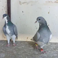 شهری سبز
