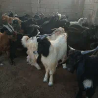 سلام کهره نر پروار چاق