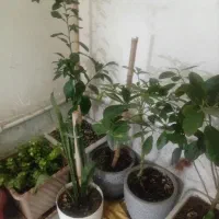 تعداد ۱۱ عدد گلدان گل زیبا و سرحال فروش همه باهم|گل و گیاه طبیعی|پاکدشت, پاکدشت (مامازند)|دیوار