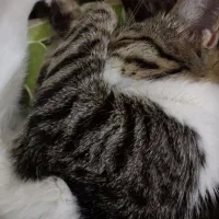 گربه ی گمشده