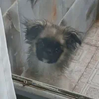 سگ شیتزو کراس