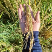 برنج دم سیاه