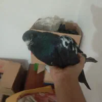 کفتر