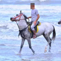 اسب نریان ترکمن