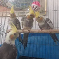 عروس هلندی ۲ ماهه