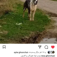 گم شده|حیوانات|آزادشهر, |دیوار