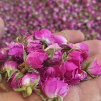 گل محمدی|عمده‌فروشی|داراب, |دیوار