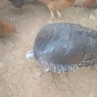 بوقلمون ومرغ