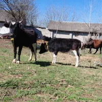 گاو وگوساله ماده دورگ گاو ۲ماه شکمداره دندان درشته