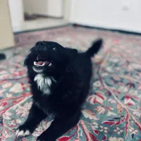 واگذاری ماده