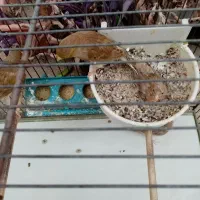 قناری اوپال