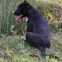 پیتبول تریر