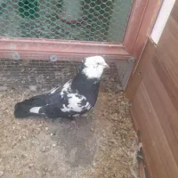 کفتر نر عطیقه زیبا پرشی