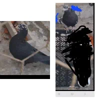 کفتر یا کبوتر