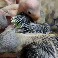 طوطی ملنگو سرلاکی