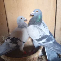 کبوتر،کفتر،نر ماده پلاکی،موریس