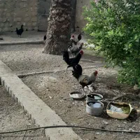 تخم مرغ نطفه دار و خروس محلی|حیوانات مزرعه|ریز, |دیوار