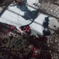 یه جفت طوقی پرشی