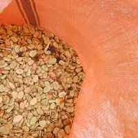 بذر پاخلا|خدمات باغبانی و درختکاری|پارسآباد, |دیوار