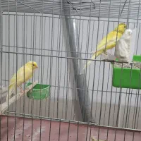 فروش قناری|پرنده|اردکان, |دیوار