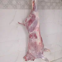 گوشت گوساله