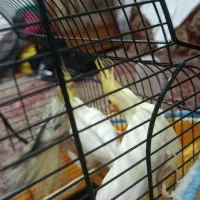 3عدد عروس دوتا نر بالغ ویک ماده که جفت شده سرحال