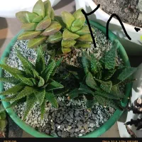 گل گیاه|گل و گیاه طبیعی|مشهد, شهرک صنعتی توس|دیوار