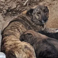 سگ ماده با ۴ توله یکی نر بقیه ماده بفروش میرسد.