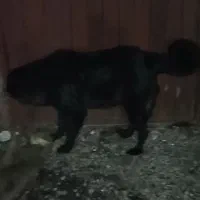 سگ ژرمن بلک مو بلند ماده