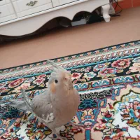 عروس هلندی گمشده