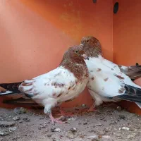 کبوتر هندی ودم چتری در رودان|پرنده|رودان, |دیوار