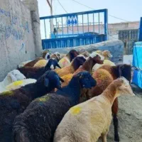 گوسفند زنده مناسب بدون واسطه
