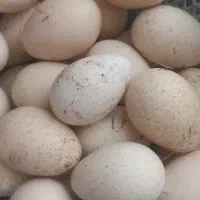 تخم نطفه دار بوقلمون