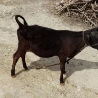 گوساله  ماده  داشتی
