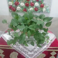فروش تعدادی گل طبیعی|گل و گیاه طبیعی|شیراز, شهرک گلها|دیوار