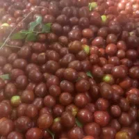 اجاره باغات گردو خرید و فروش گردو  گردو تکونی