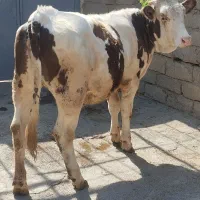 گاو یا گوساله سیمنتال قرمز اصیل طلای ناب