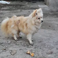 توله سگ نر دوساله